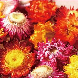 ドライフラワー[全13種](ヘリクリサム)