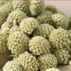 ドライフラワー[全13種](ミツマタ)